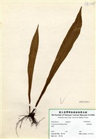 藏品(臺灣劍蕨)的圖片